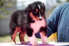 Finca-Tlanemani-Crias-Cira-y-Ganster-23 Finca-Tlanemani-Crias-Cira-y-Ganster-23