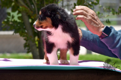 Finca-Tlanemani-Crias-Cira-y-Ganster-24 Finca-Tlanemani-Crias-Cira-y-Ganster-24