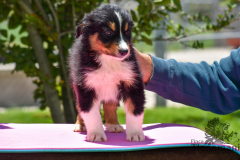 Finca-Tlanemani-Crias-Cira-y-Ganster-25 Finca-Tlanemani-Crias-Cira-y-Ganster-25