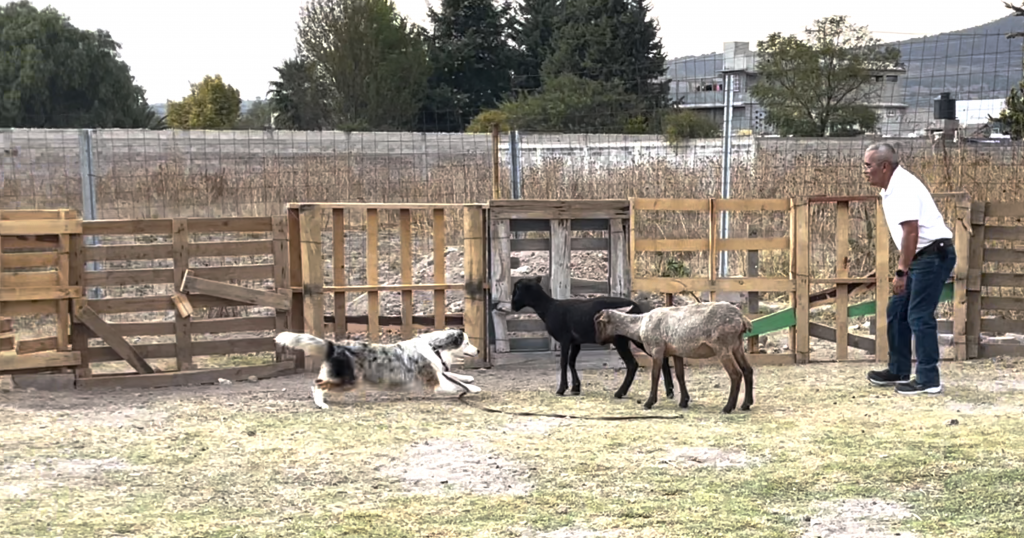 Finca Tlanemani - Adiestramiento Canino 006