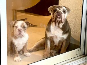 Finca Tlanemani Kora y Scarlett