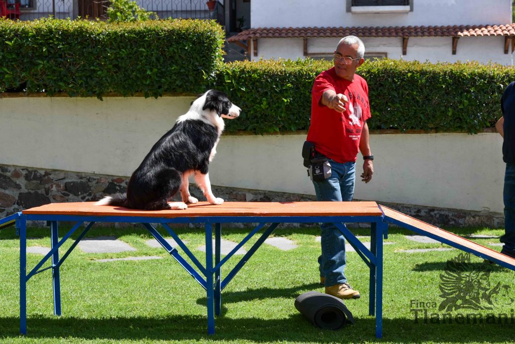 Finca Tlanemani - Adiestramiento Canino 002