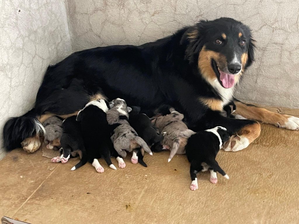 Venta de cachorro australian shepherd 001