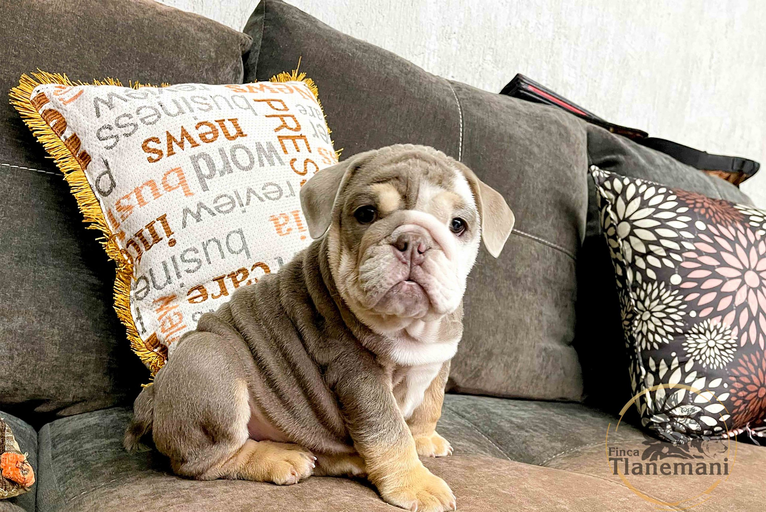 Finca Tlanemani - Kora y Escobar-1_Sep