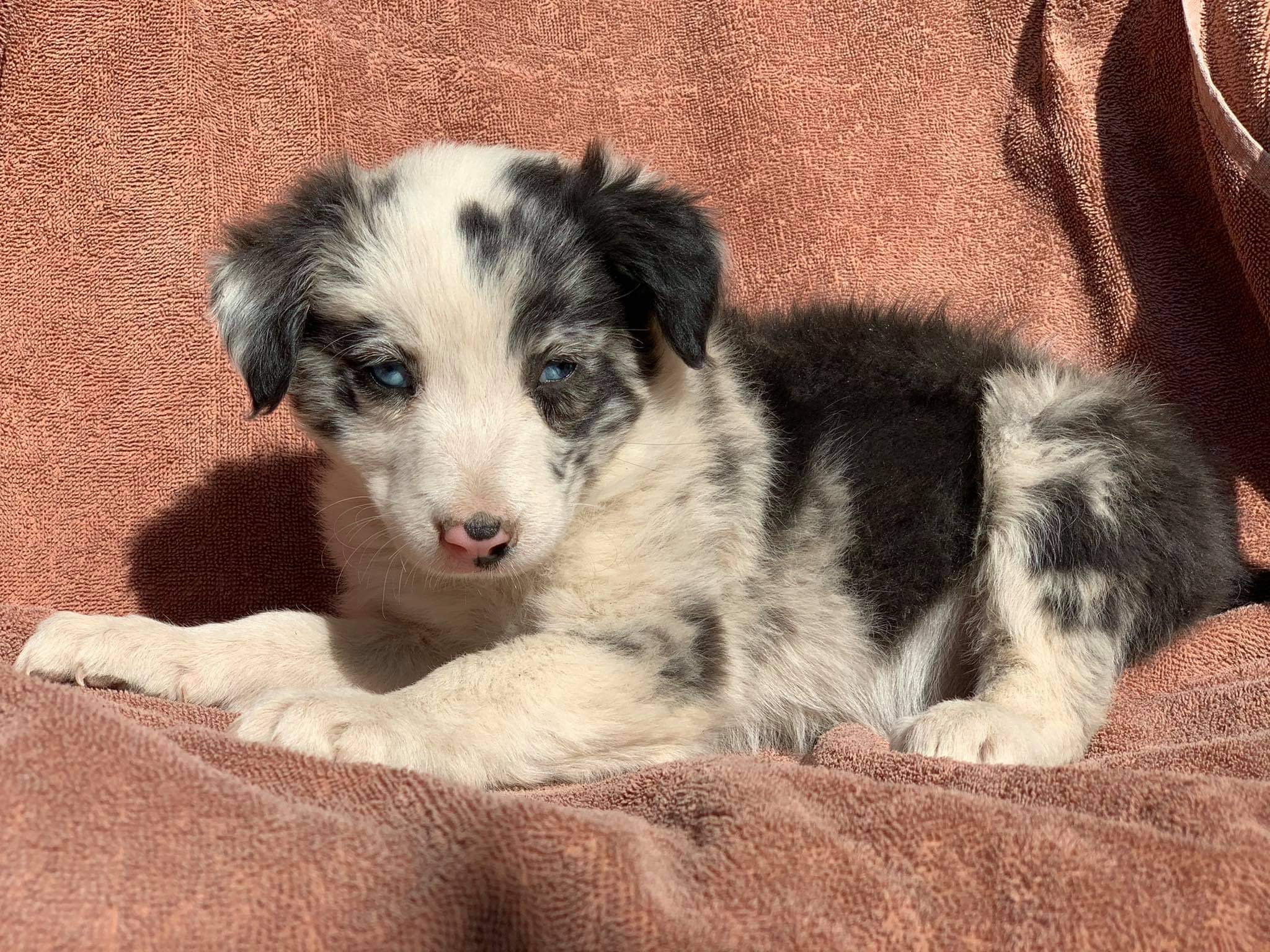 Border collie Luna peque