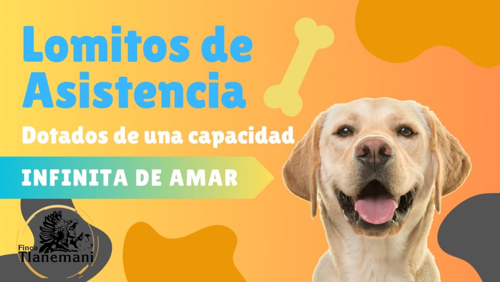 Finca Tlanemani - Lomitos de asitencia - titulo
