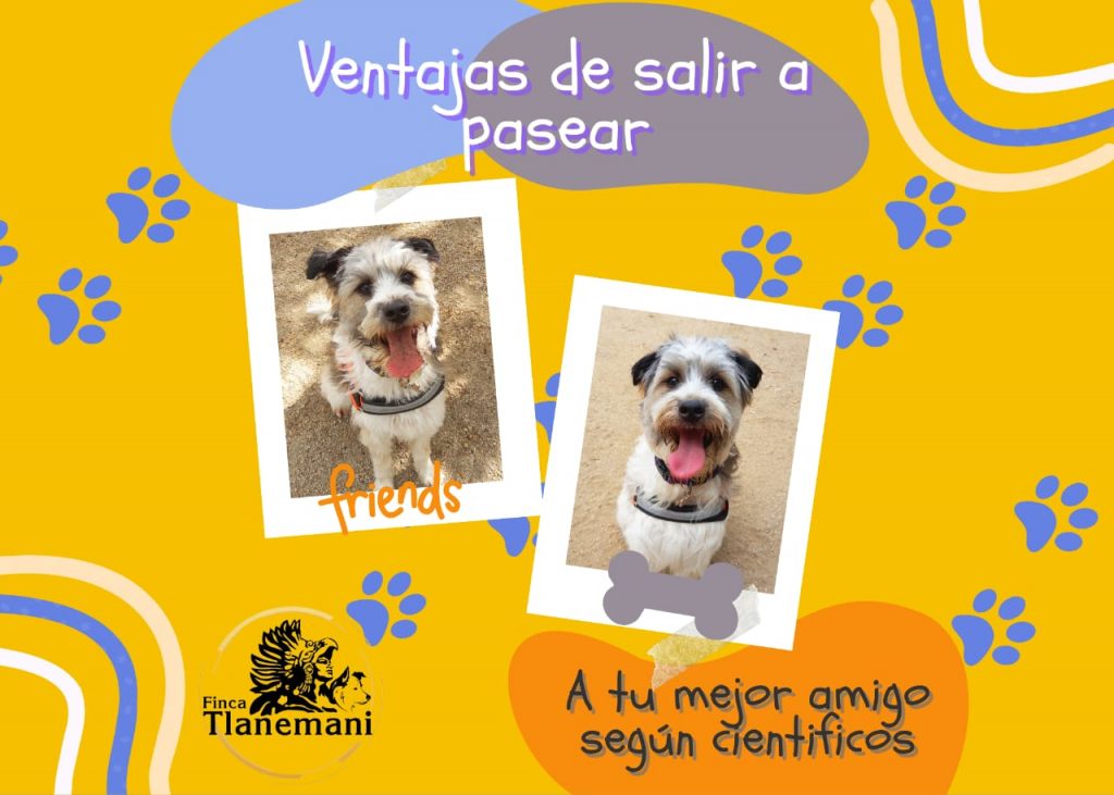 Finca Tlanemani - Ventajas de salir a pasear