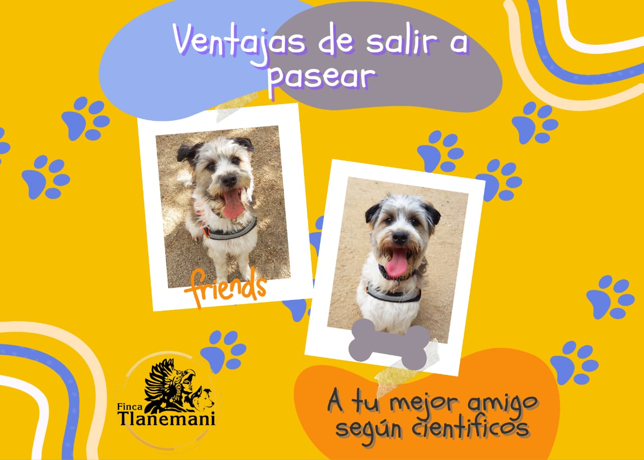 Finca Tlanemani - Ventajas de salir a pasear