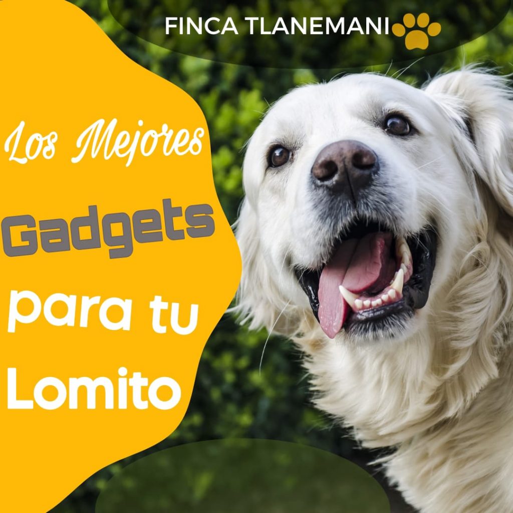 Finca-Tlanemani-los-mejores-gadgets-para-tu-lomito-titulo