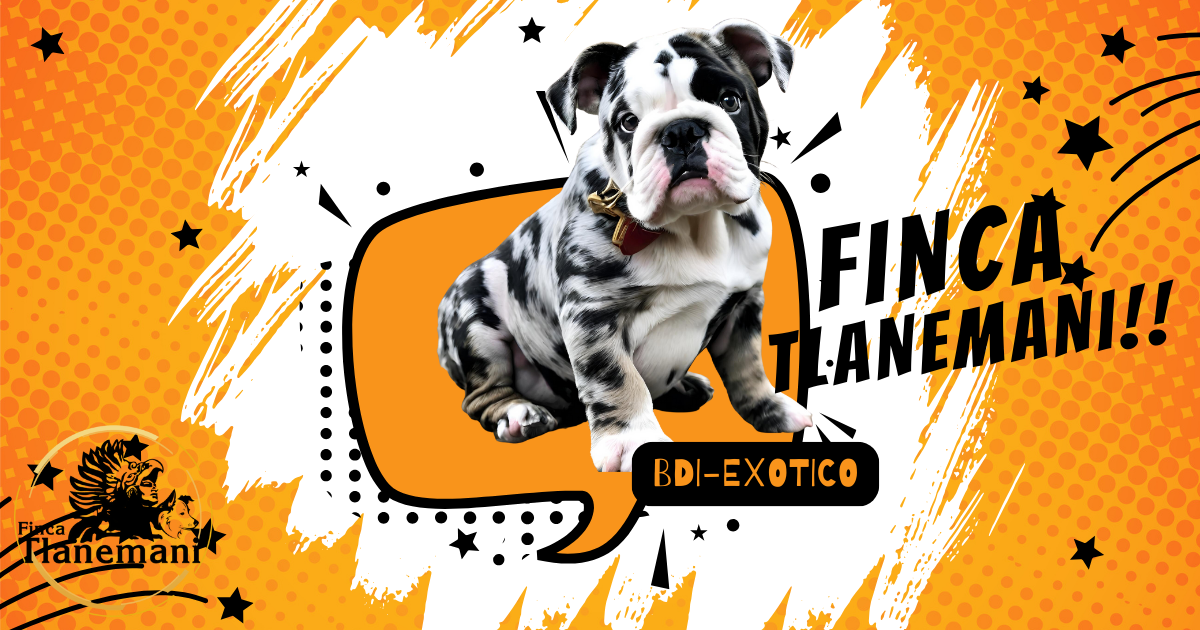 Bulldog Ingles Exotico