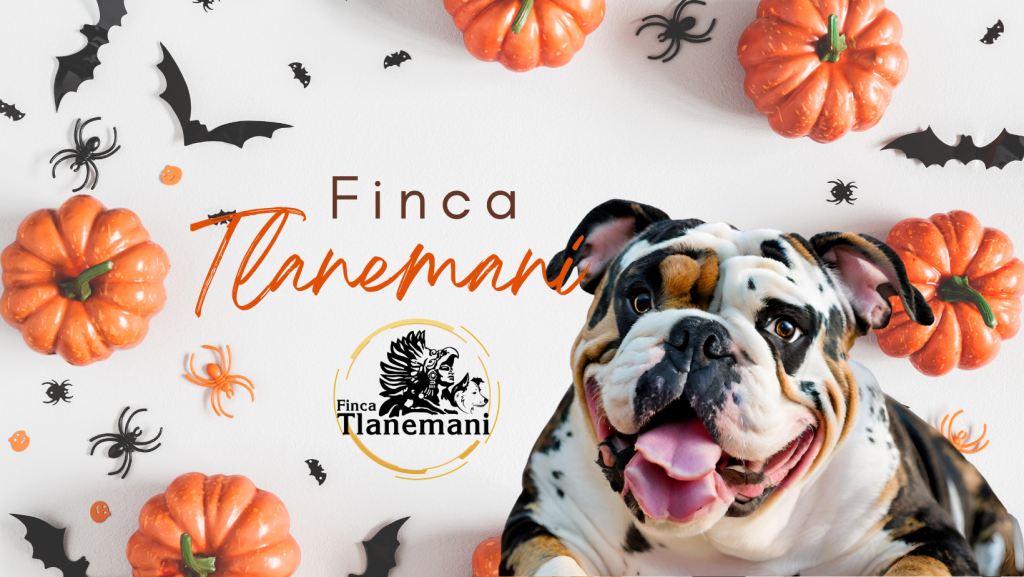 Finca Tlanemani Recordando a los Lomitos con Amor