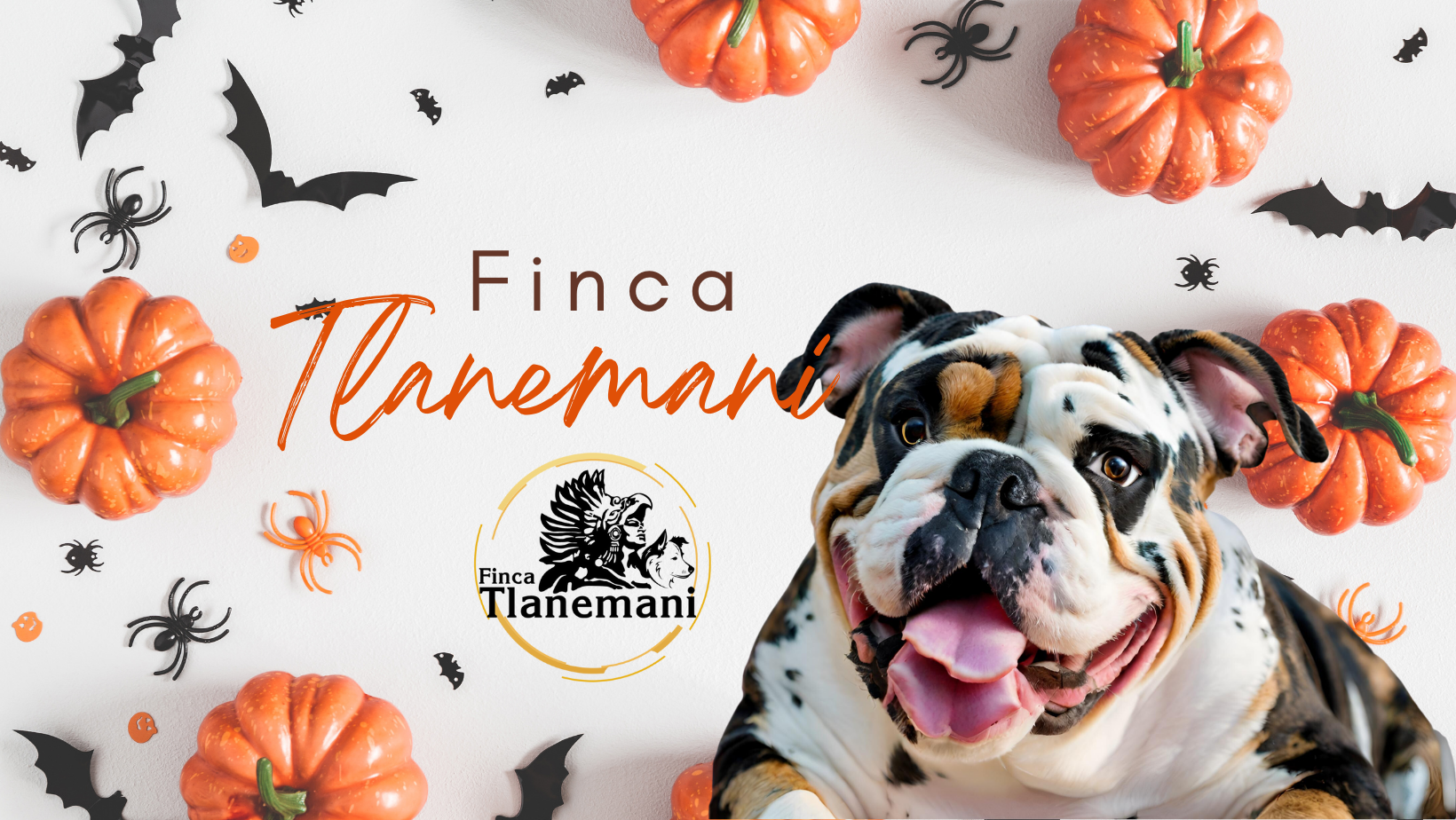 Finca Tlanemani Recordando a los Lomitos con Amor