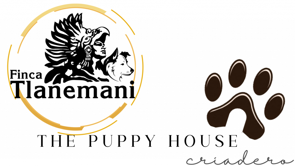 Finca Tlanemani y The Puppy House